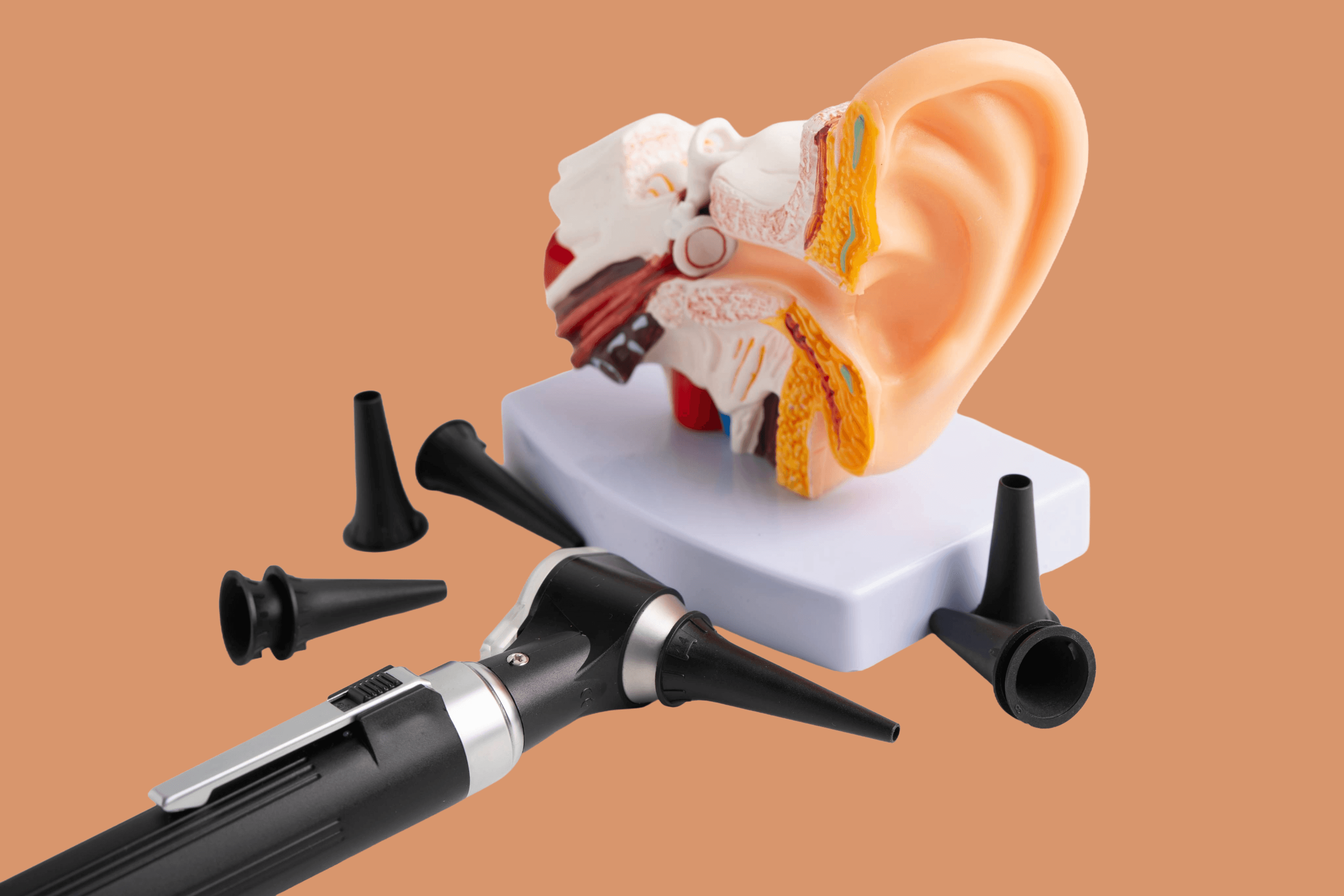 Mueller Medical Clinic - Anatomy ENT, Ear, Nose, Throat and Facial Plastic Surgery